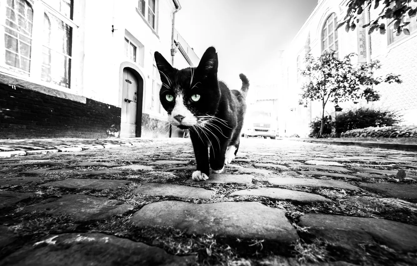 Фото обои кот, дома, мостовая, cat, houses, pavement, Marc Huybrighs