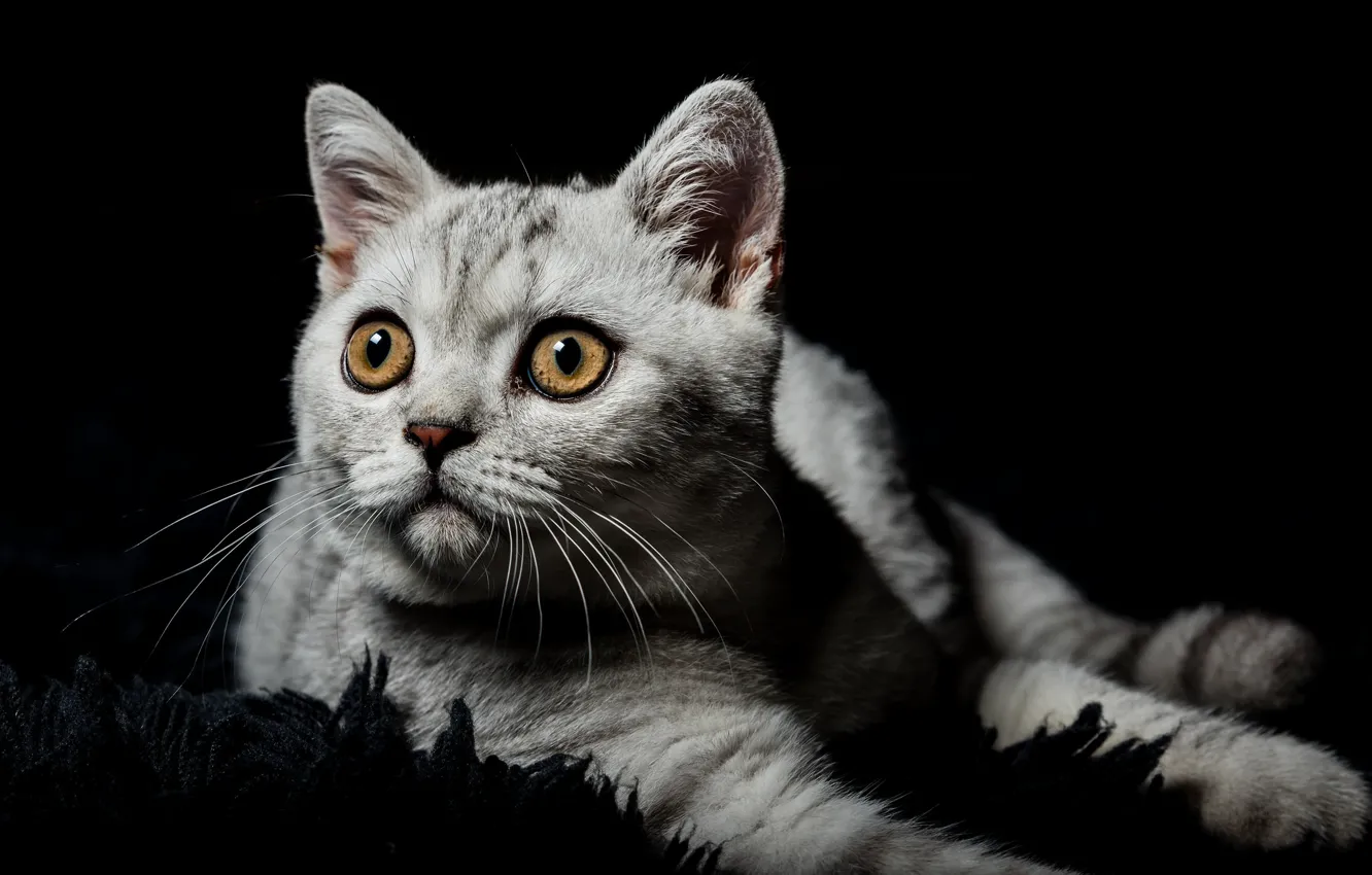 Фото обои кошка, глаза, взгляд, котенок, серый, портрет, ворс, малыш