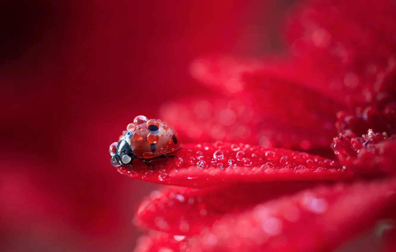 Фото обои colorful, red, flower, macro, water drops, animal, drops, petals
