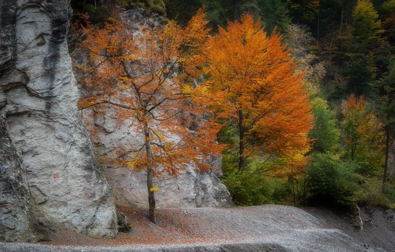 Фото обои осень, деревья, гора