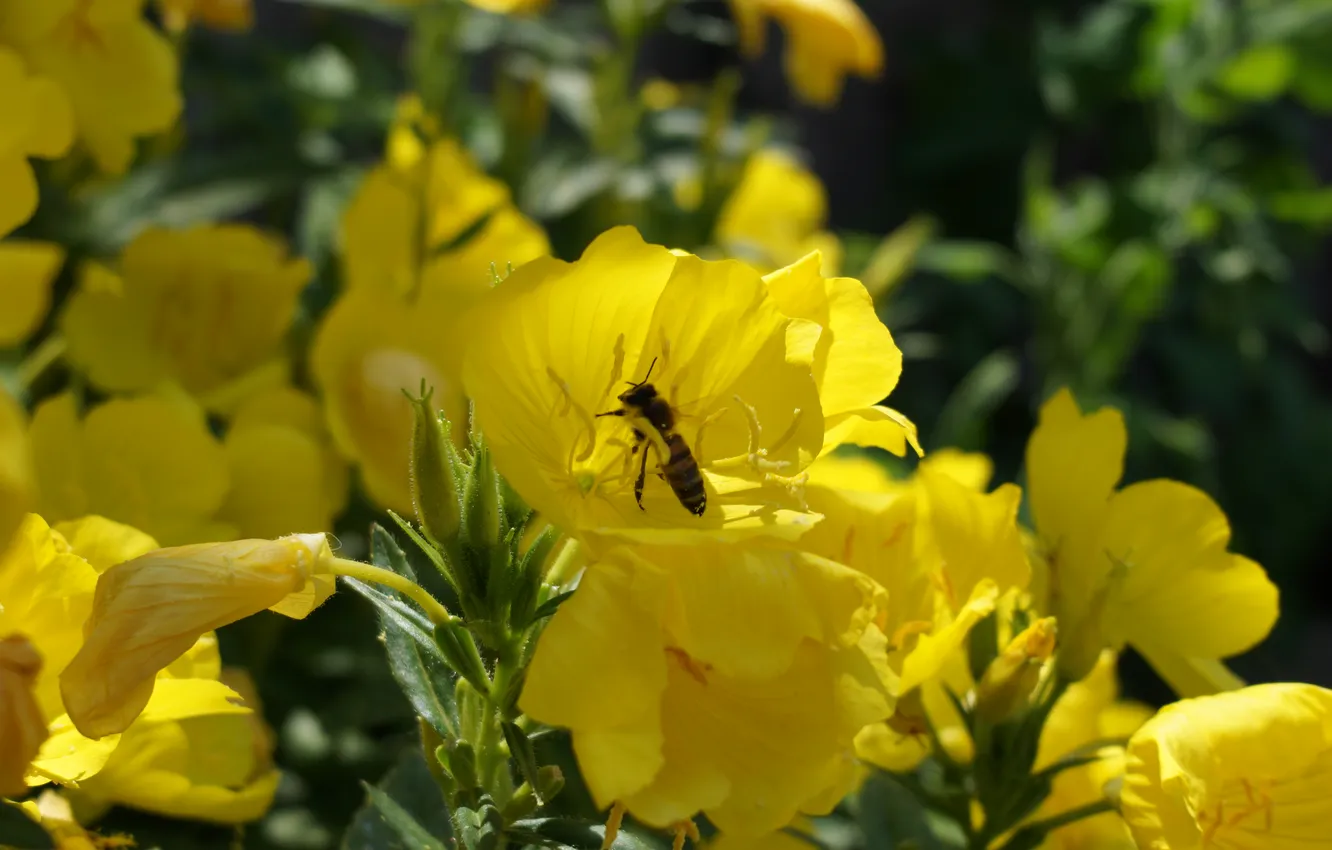 Фото обои цветы, насекомые, желтый, пчела, flower, yellow, insect, bee