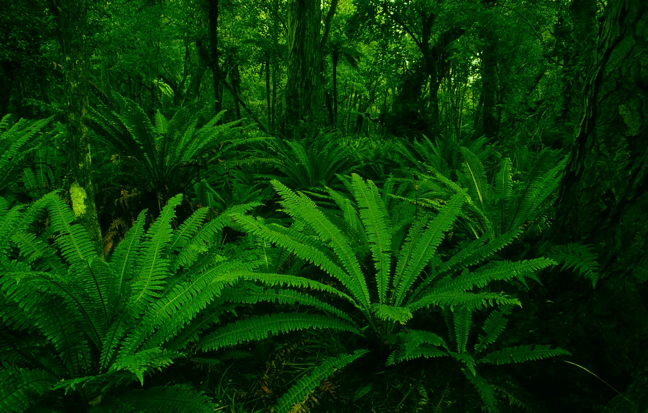 Фото обои green, forest, leaf, plants