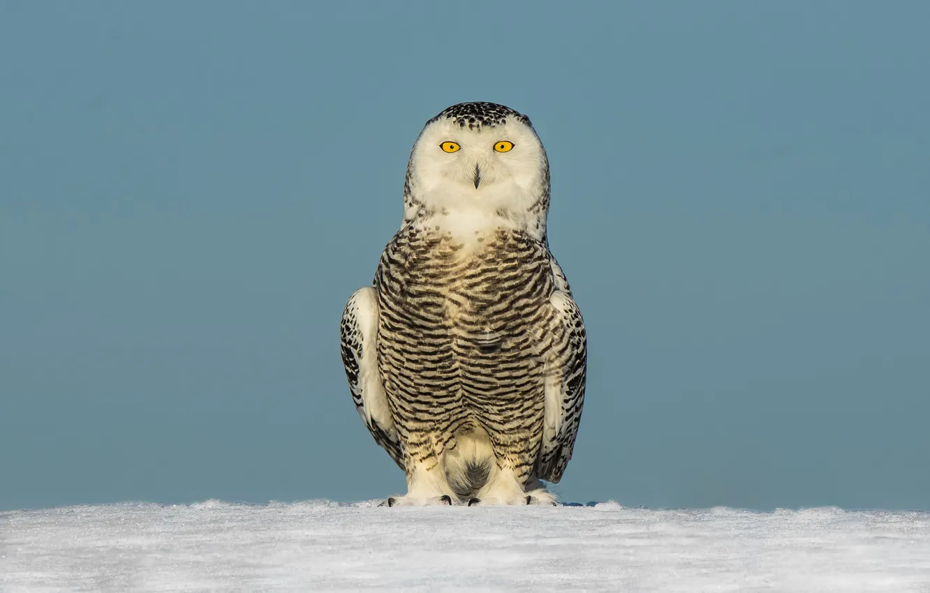 Фото обои eyes, winter, snow, snowy owl
