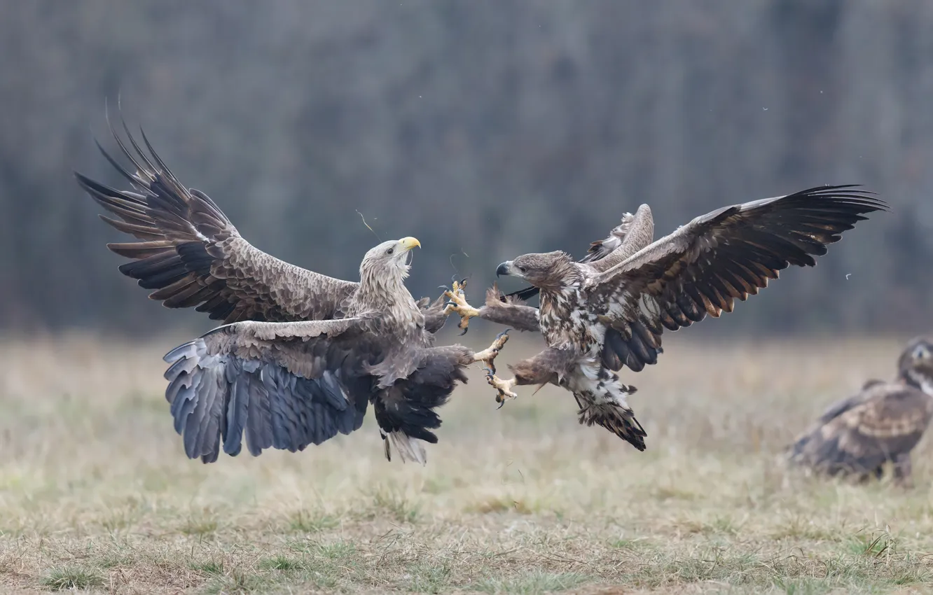 Фото обои feathers, eagles, claws, ferocity, territorial fight