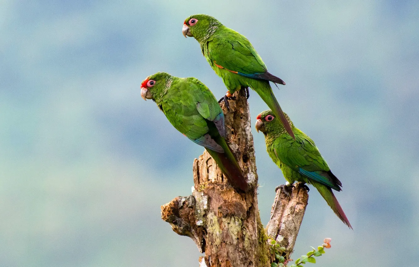 Фото обои птицы, попугаи, трио, Краснохвостый попугай Эль Оро