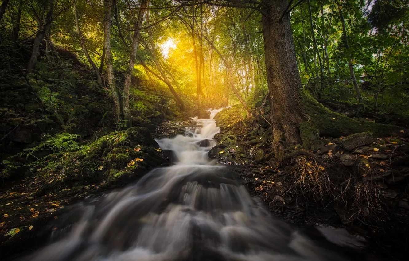 Фото обои осень, лес, свет, река