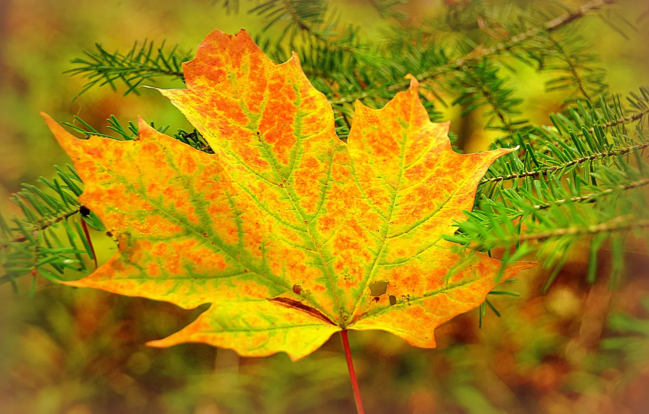 Фото обои осень, лист, ветка, клен, хвоя