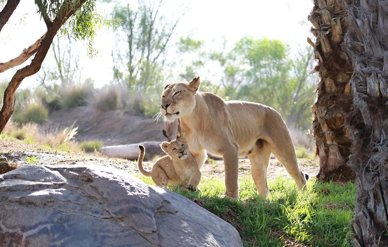 Фото обои хищники, малыш, семья, пара, детёныш, дикие кошки, львы, львица