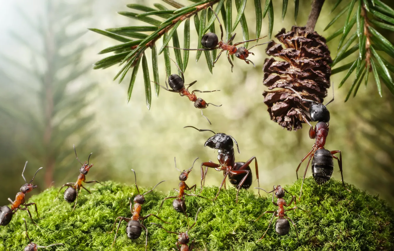 Фото обои макро, насекомые, мох, ситуация, муравьи, шишка, хвоя, обои от lolita777
