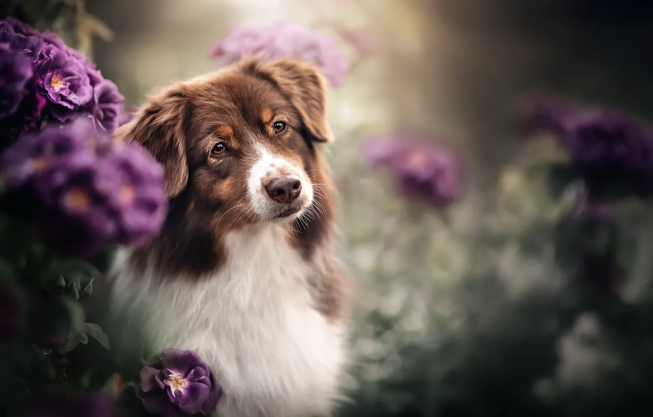 Фото обои цветы, друг, собака