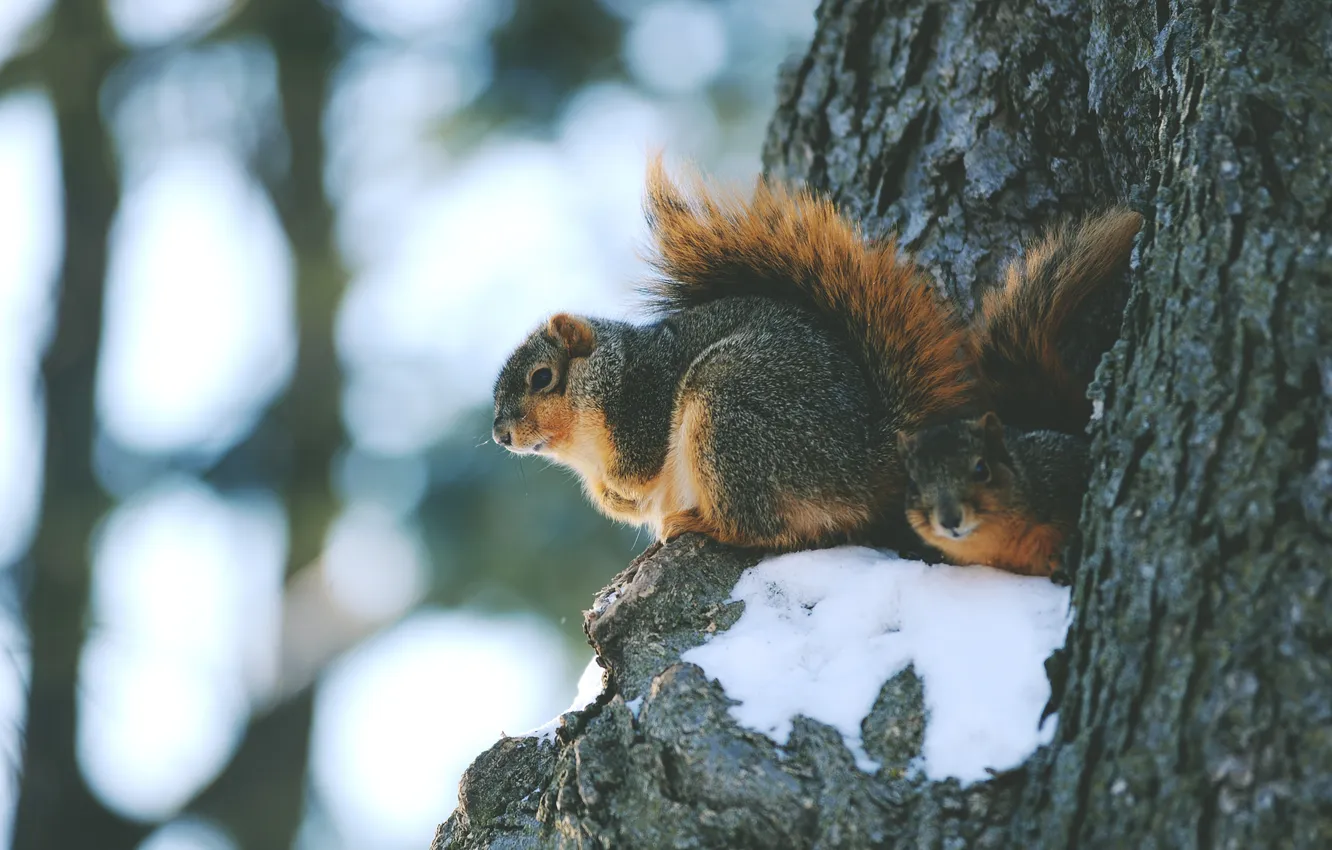 Фото обои зима, животные, снег, дерево, белки