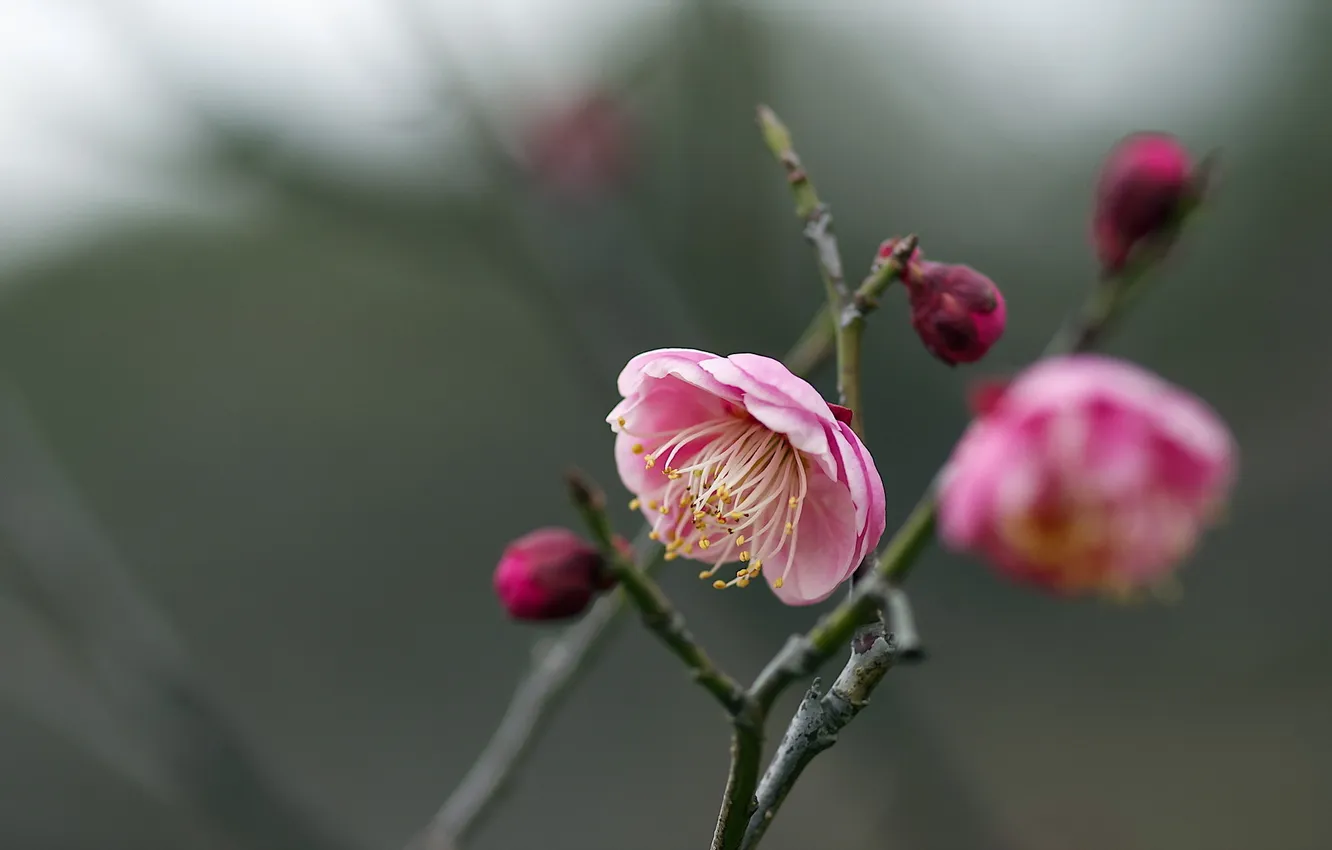 Фото обои природа, фон, Prunus mume
