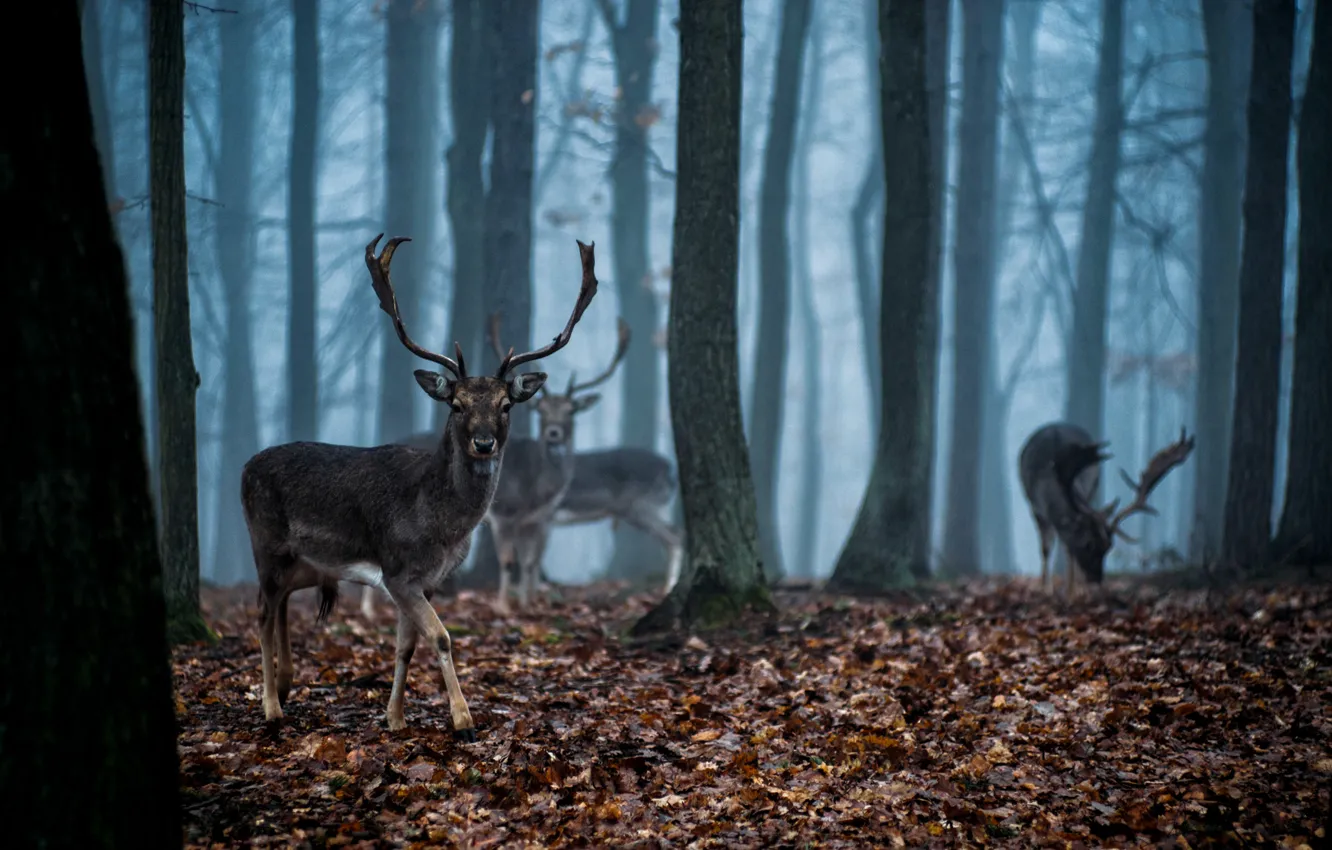 Фото обои лес, туман, Олень, сумерки