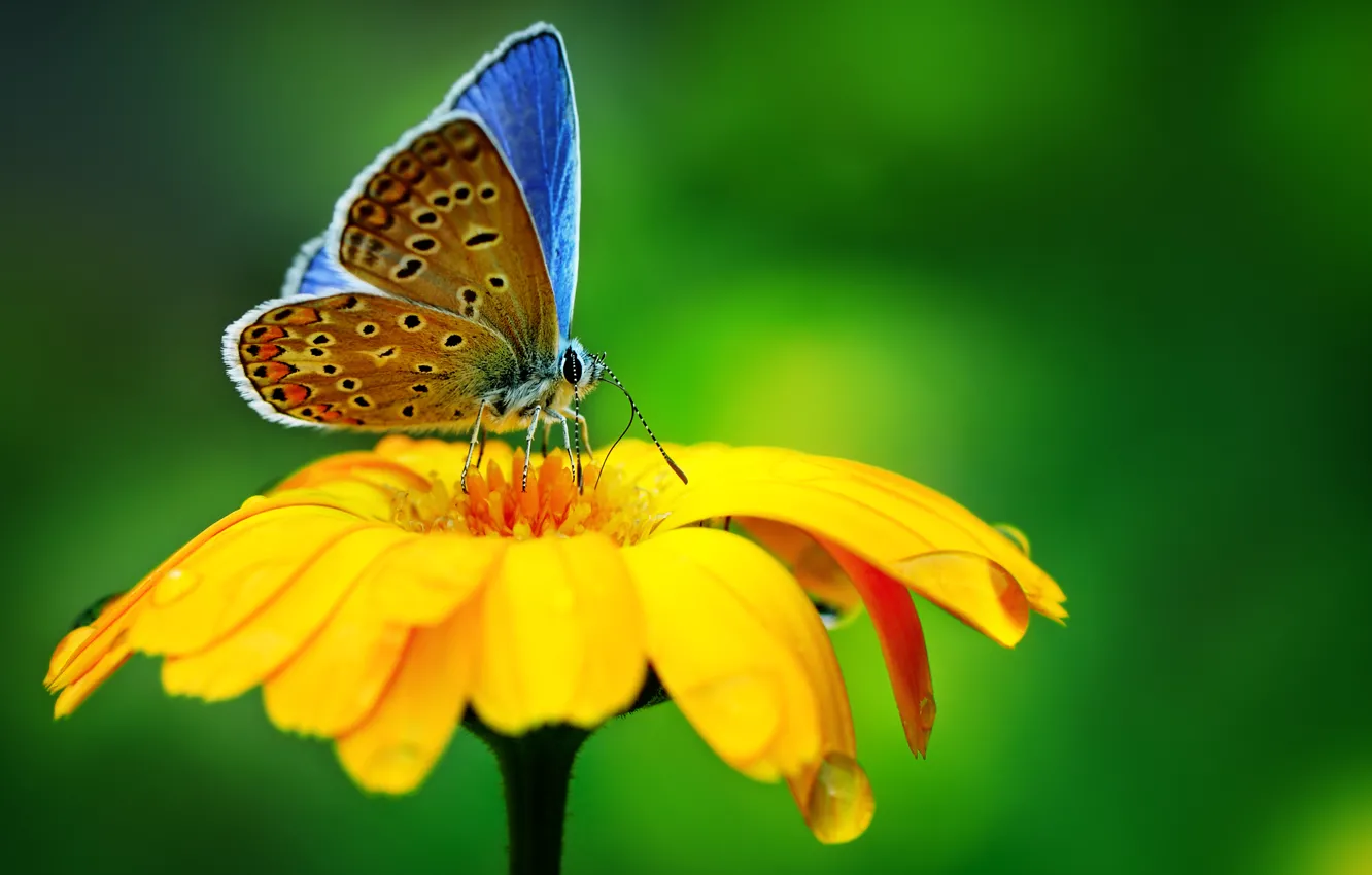 Фото обои цветок, макро, природа, бабочка, капля, flower, nature, drop