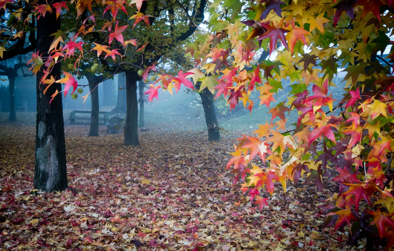 Фото обои осень, листья, туман, сад