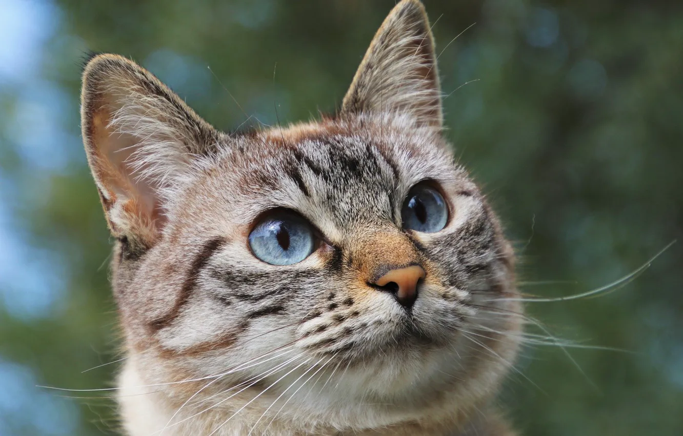 Фото обои голубые глаза, серая кошка, Юлита