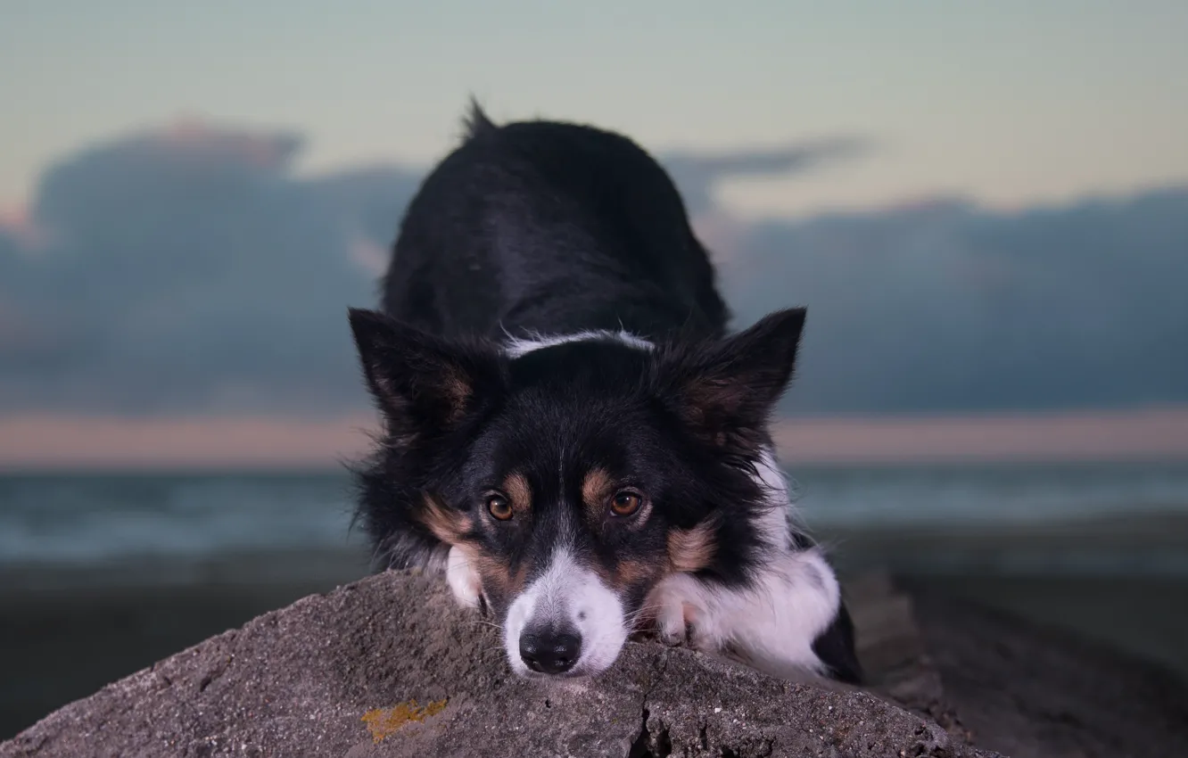 Фото обои взгляд, морда, камень, собака