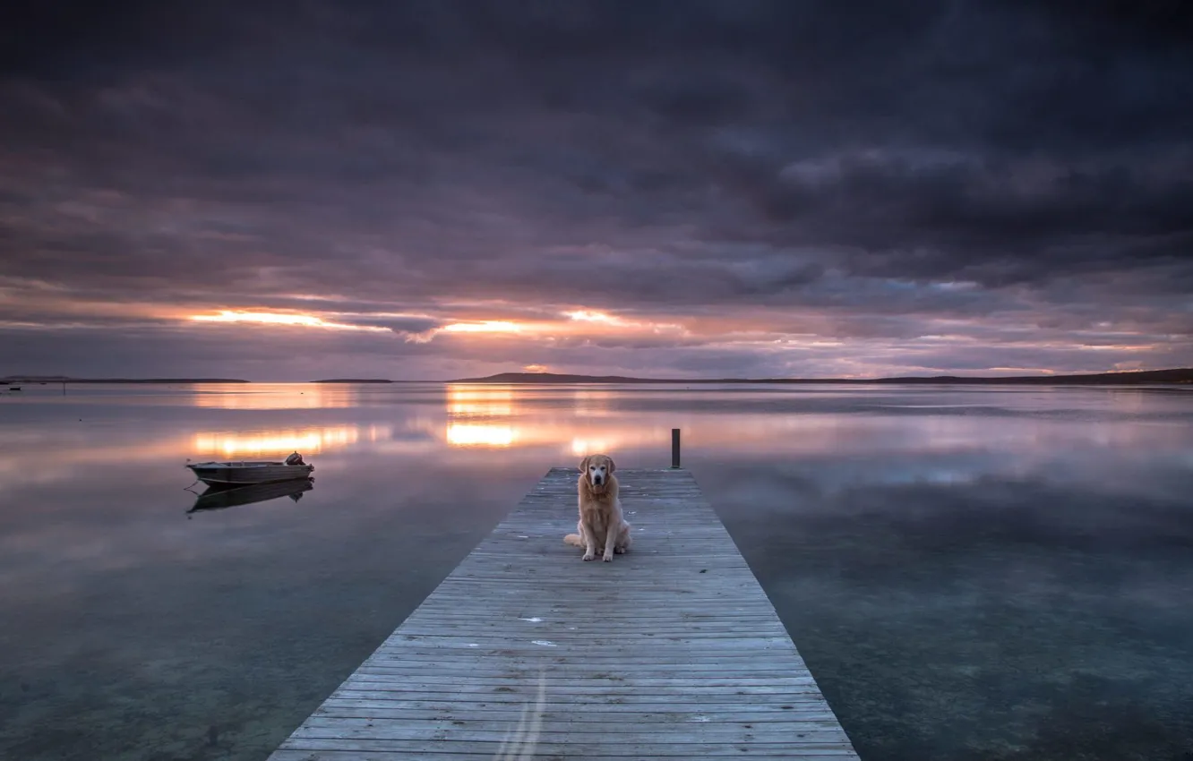 Фото обои закат, мост, озеро, собака