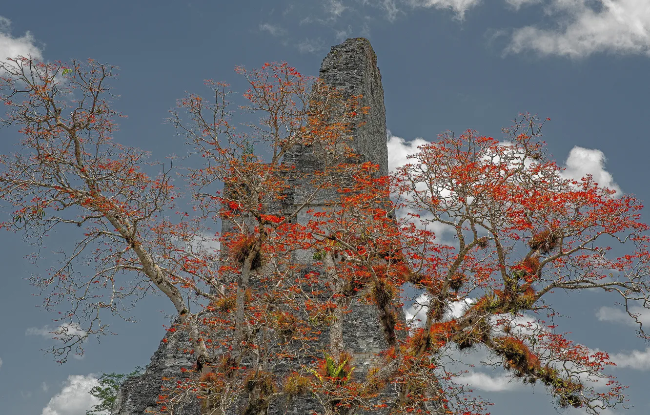Фото обои скала, дерево, Гватемала, Тикаль