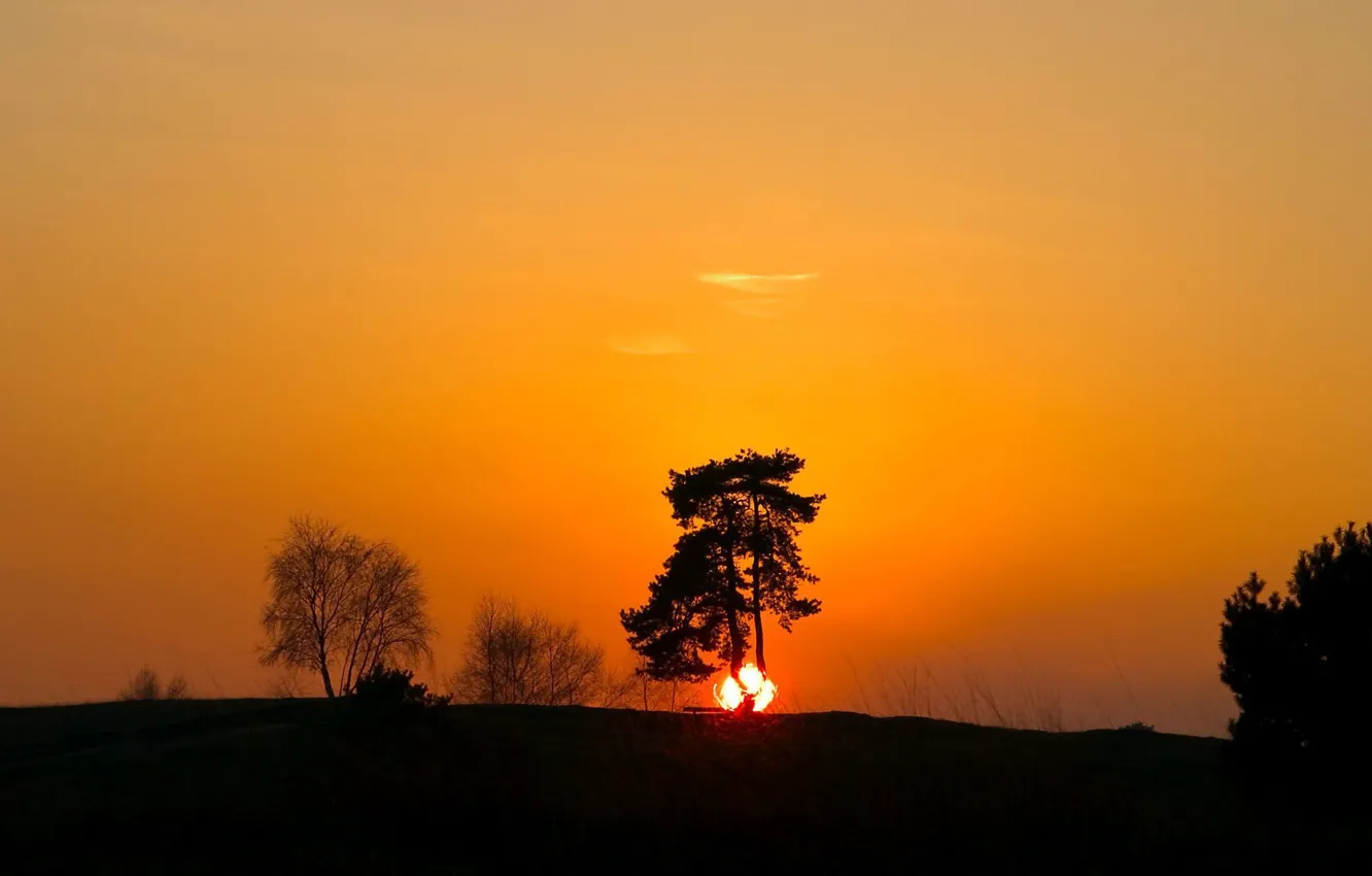 Фото обои закат, дерево, тень