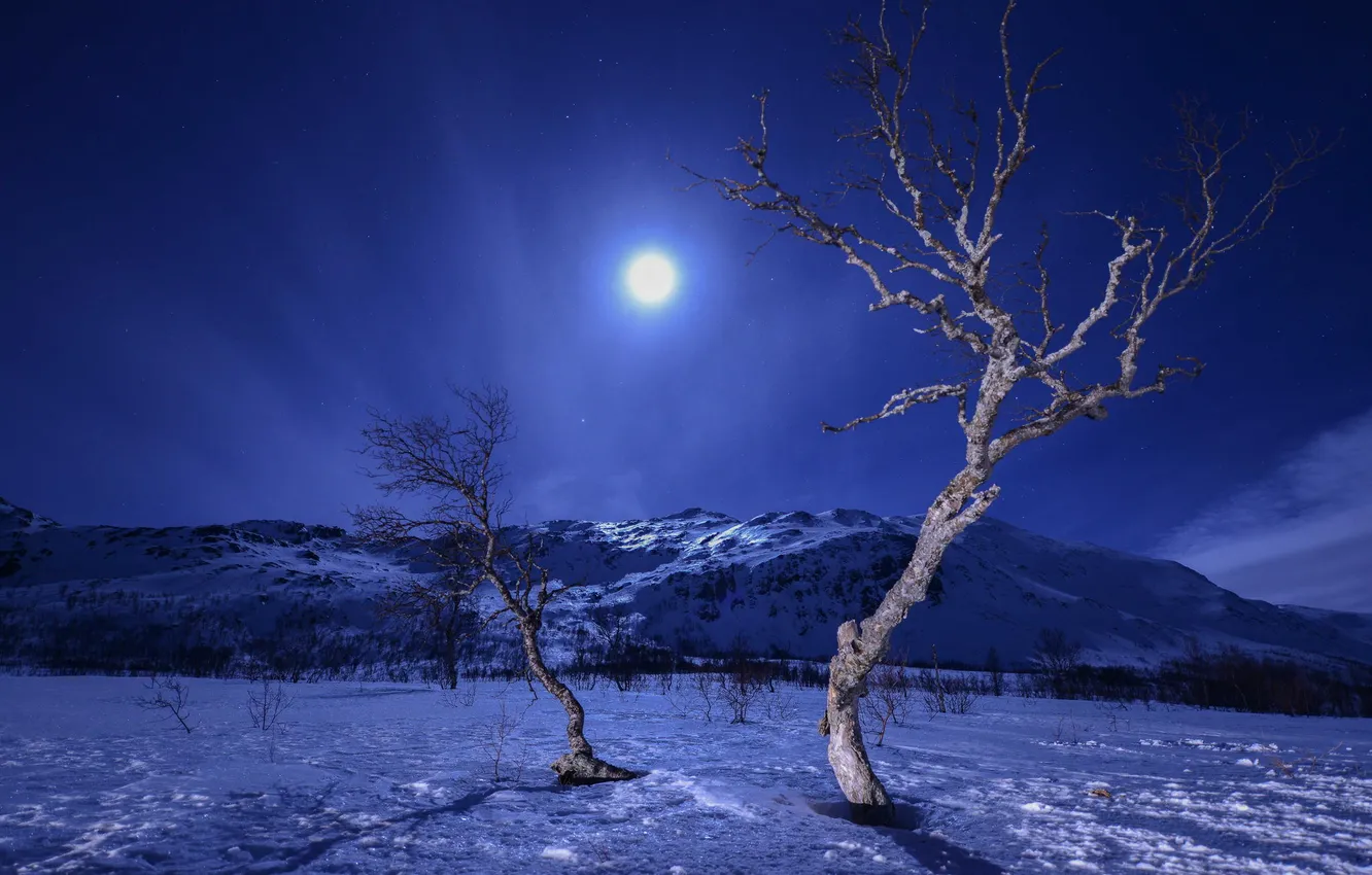 Фото обои зима, снег, деревья, горы, ночь, луна