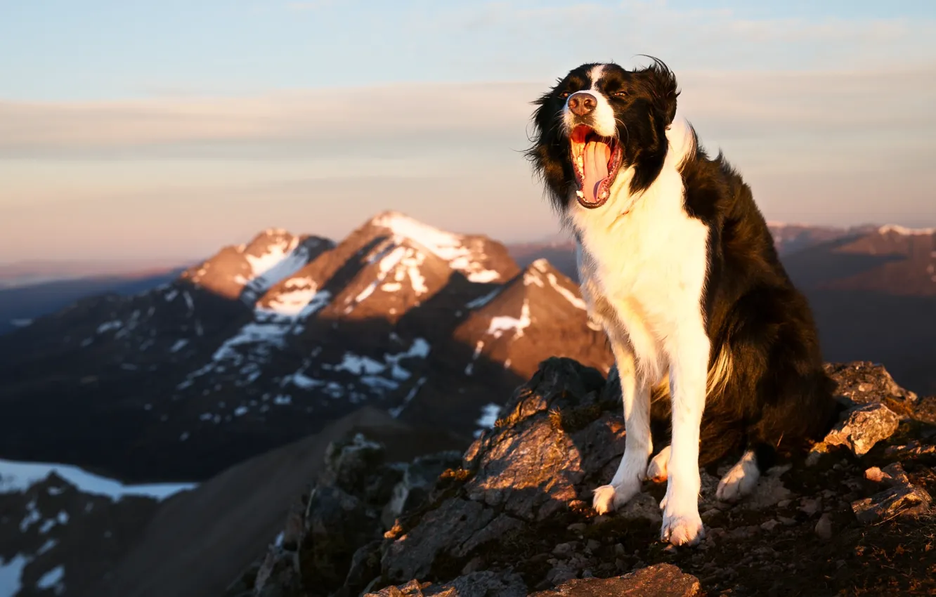 Фото обои радость, горы, настроение, собака, Бордер-колли