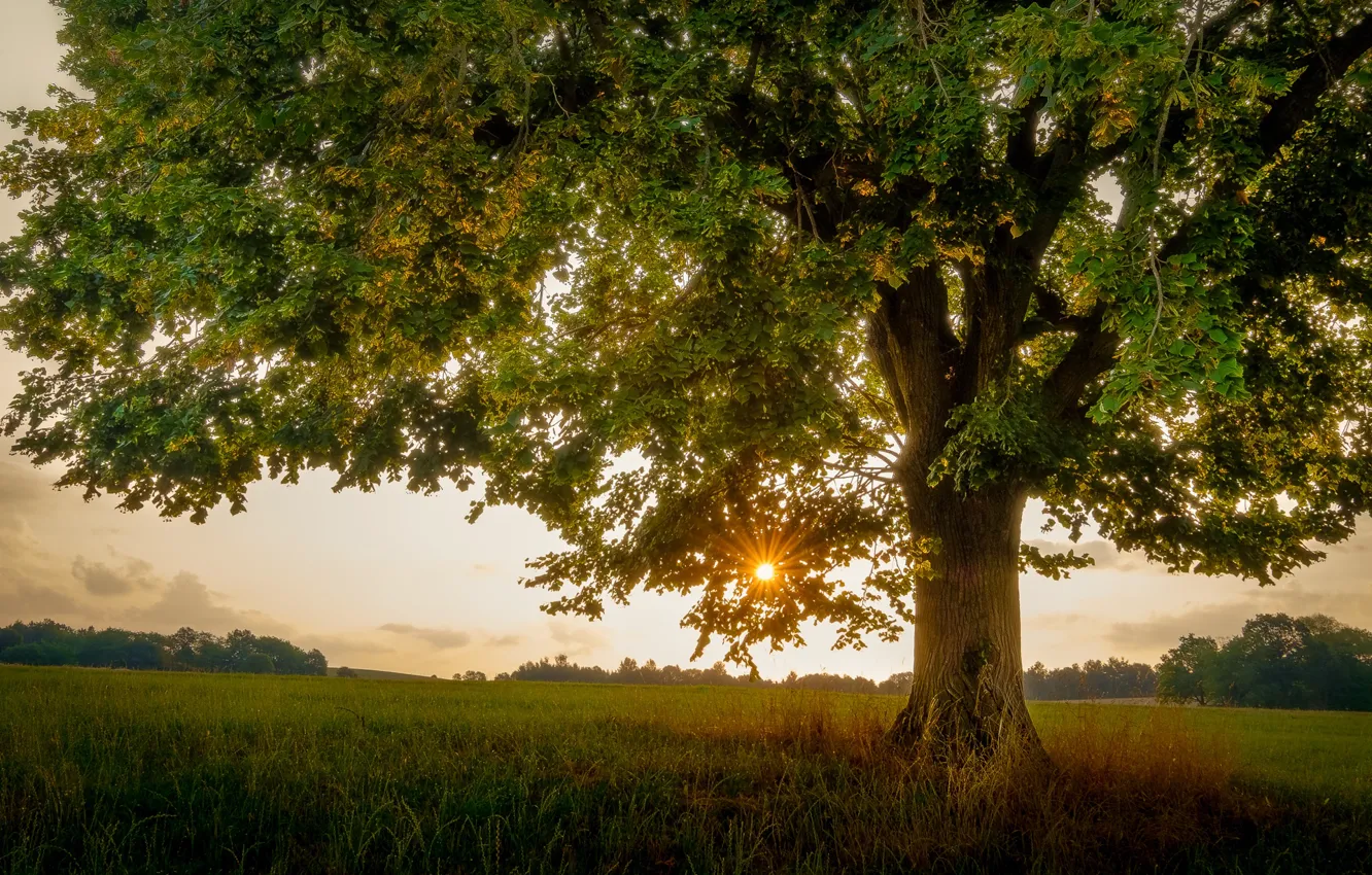 Фото обои поле, солнце, закат, ветки, дерево, листва, ствол, крона