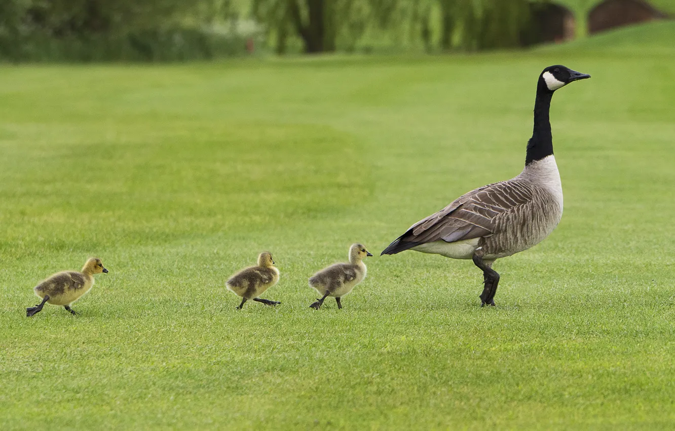 Фото обои трава, утки, щенок, grass, duck, puppies, follow me, Следуйте за мной