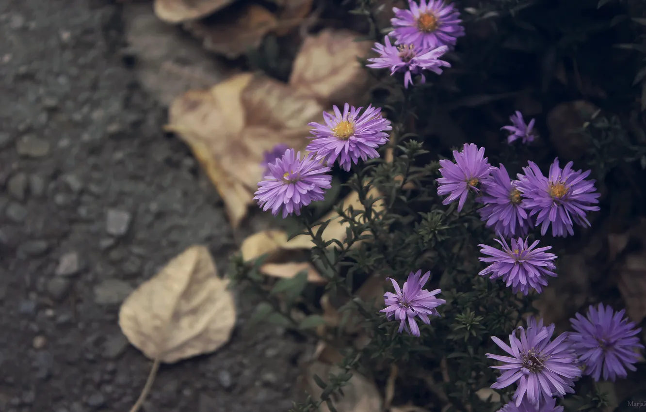 Фото обои Цветы, Фото, Осень, Листья, Асфальт
