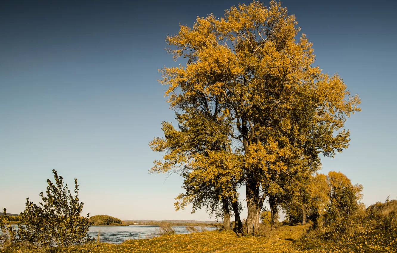 Фото обои листья, дерево, берег, Осень, желтые, речка