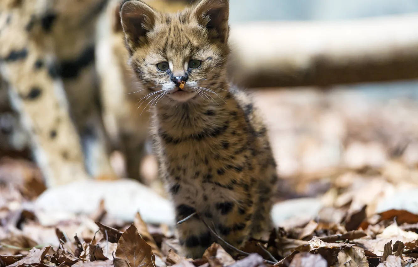 Фото обои кошка, взгляд, листья, малыш, детёныш, котёнок, сервал, ©Tambako The Jaguar