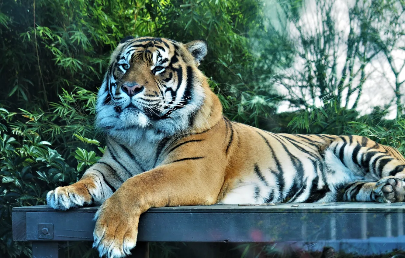 Фото обои взгляд, тигр, важный