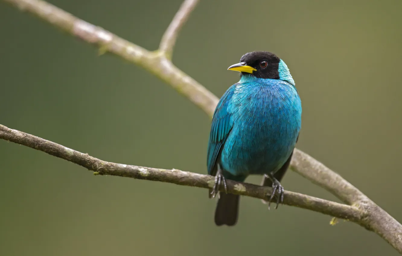 Фото обои ветки, синий, птица, bird, blue, branches
