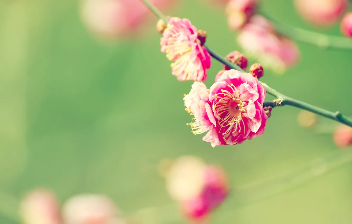 Фото обои Flowers, Wallpaper, Japanese Apricot