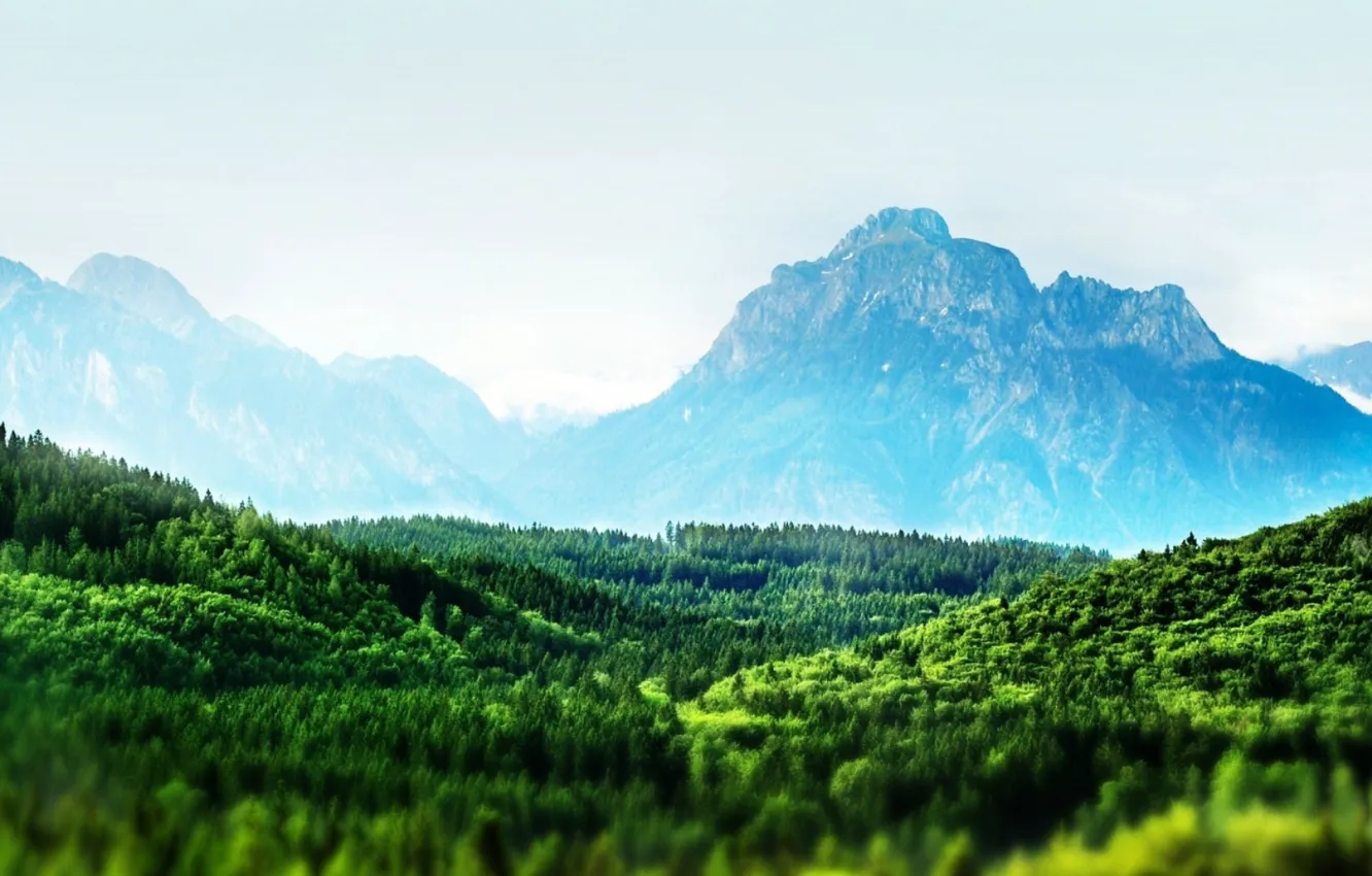 Фото обои лес, горы, горизонт