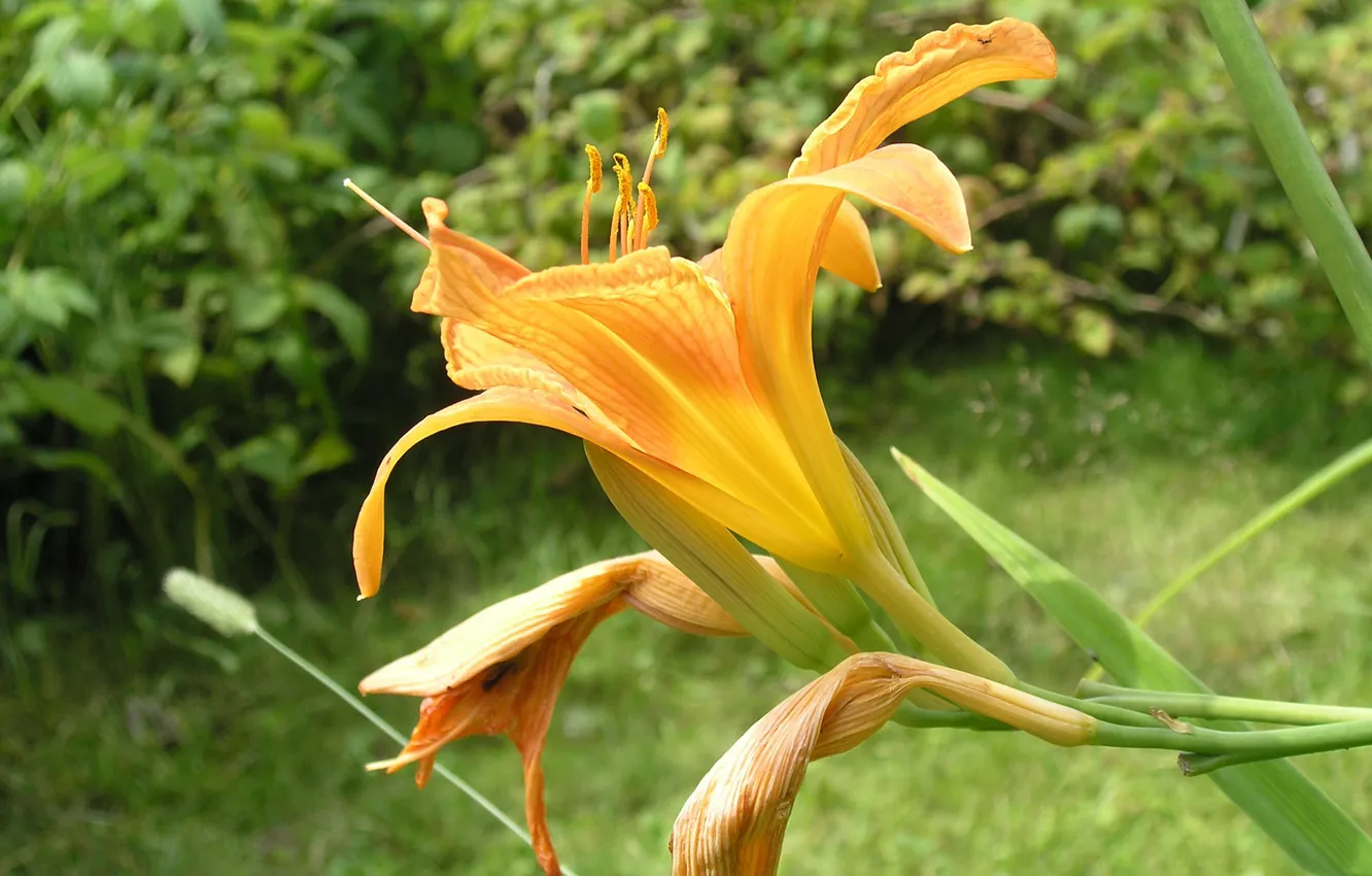 Фото обои лето, солнце, макро, цветы, природа, лилии