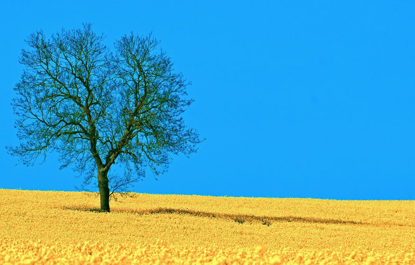 Фото обои небо, фото, дерево, поляна