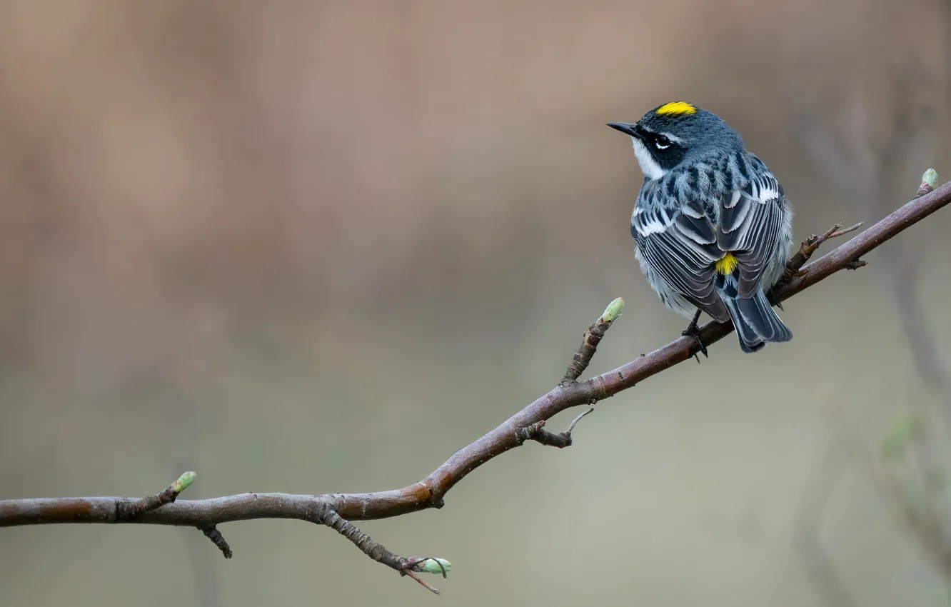 Фото обои ветки, птичка, кроха