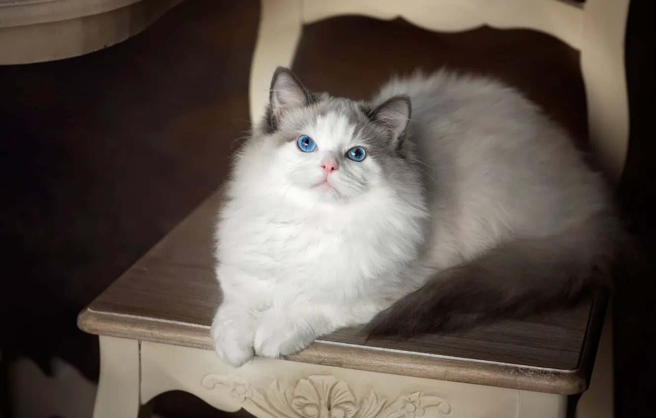 Фото обои кошка, взгляд, стул, голубые глаза, Рэгдолл