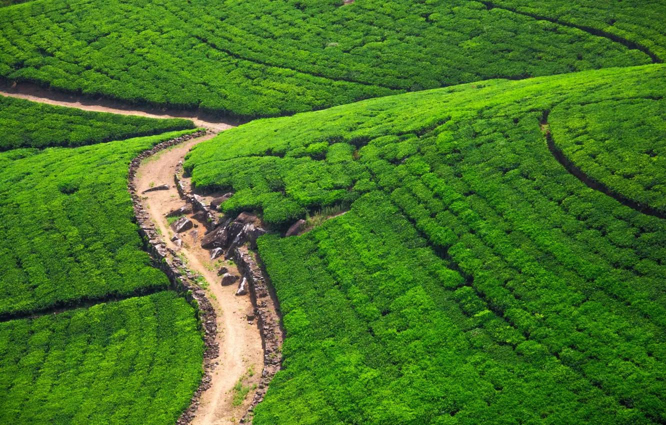 Фото обои дорога, зелень, камни, поля, солнечно, вид сверху, плантации, Шри-Ланка