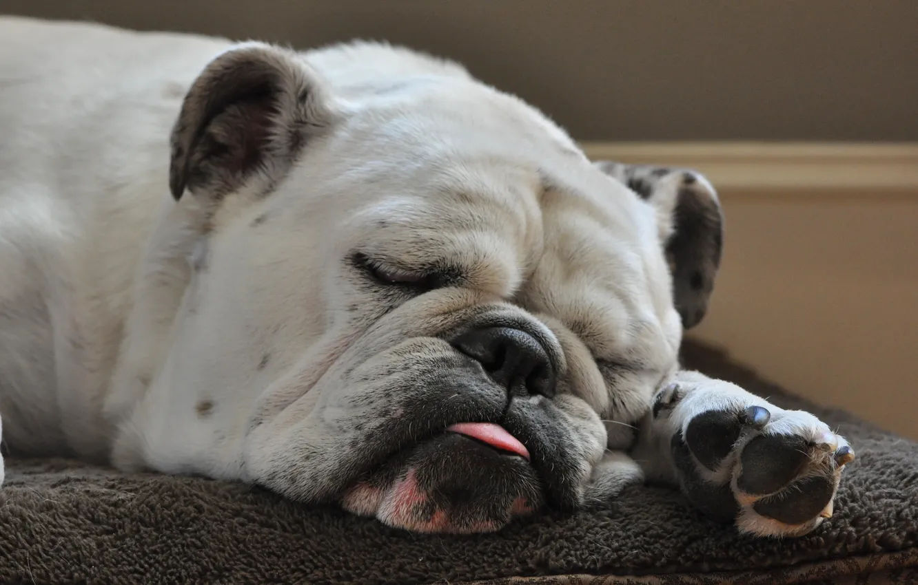 Фото обои язык, бульдог, Спящая собака