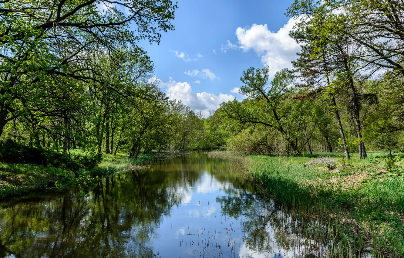 Фото обои зелень, лес, лето, трава, вода, солнце, деревья, Украина