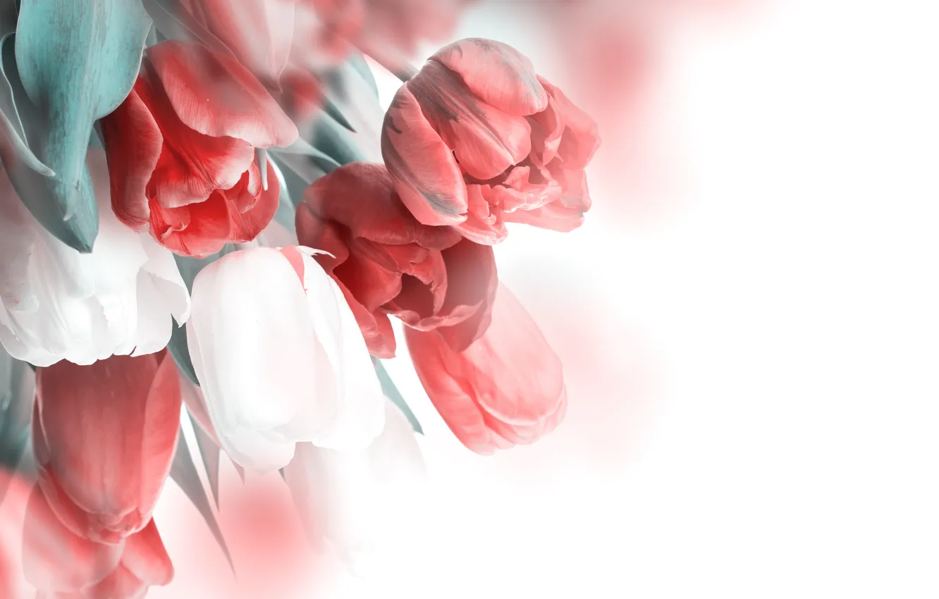 Фото обои цветы, букет, тюльпаны