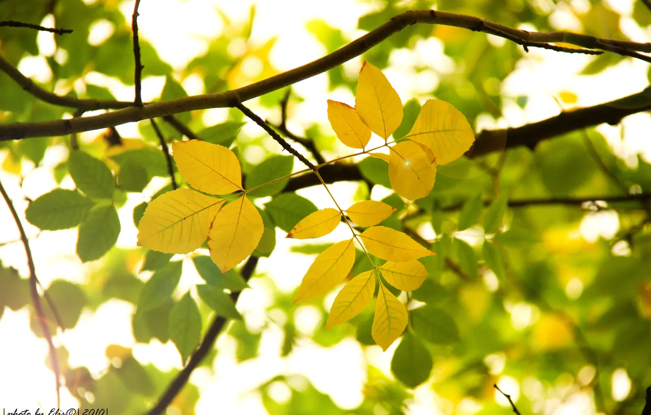 Фото обои осень, листья, солнце, макро, желтый, природа