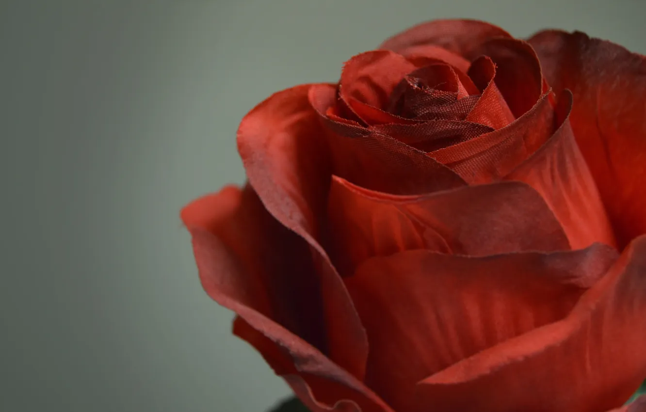 Фото обои цветок, роза, красная