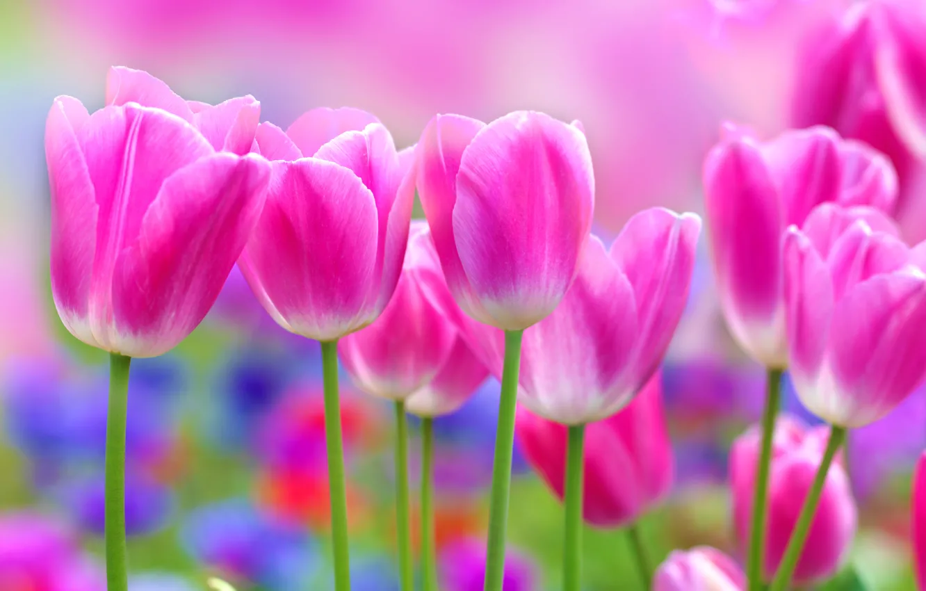 Фото обои цветы, тюльпан, розовые тюльпаны
