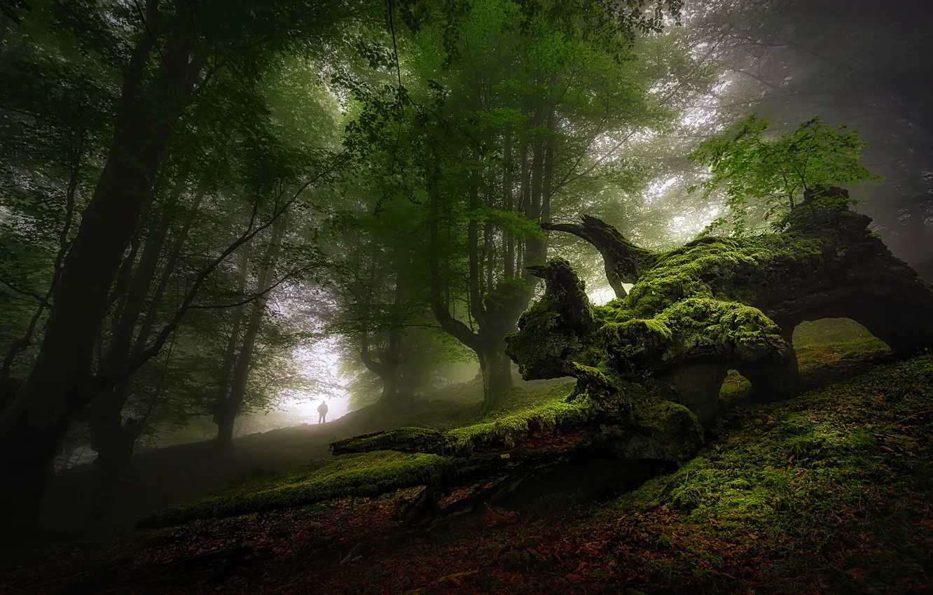 Фото обои лес, природа, коряга