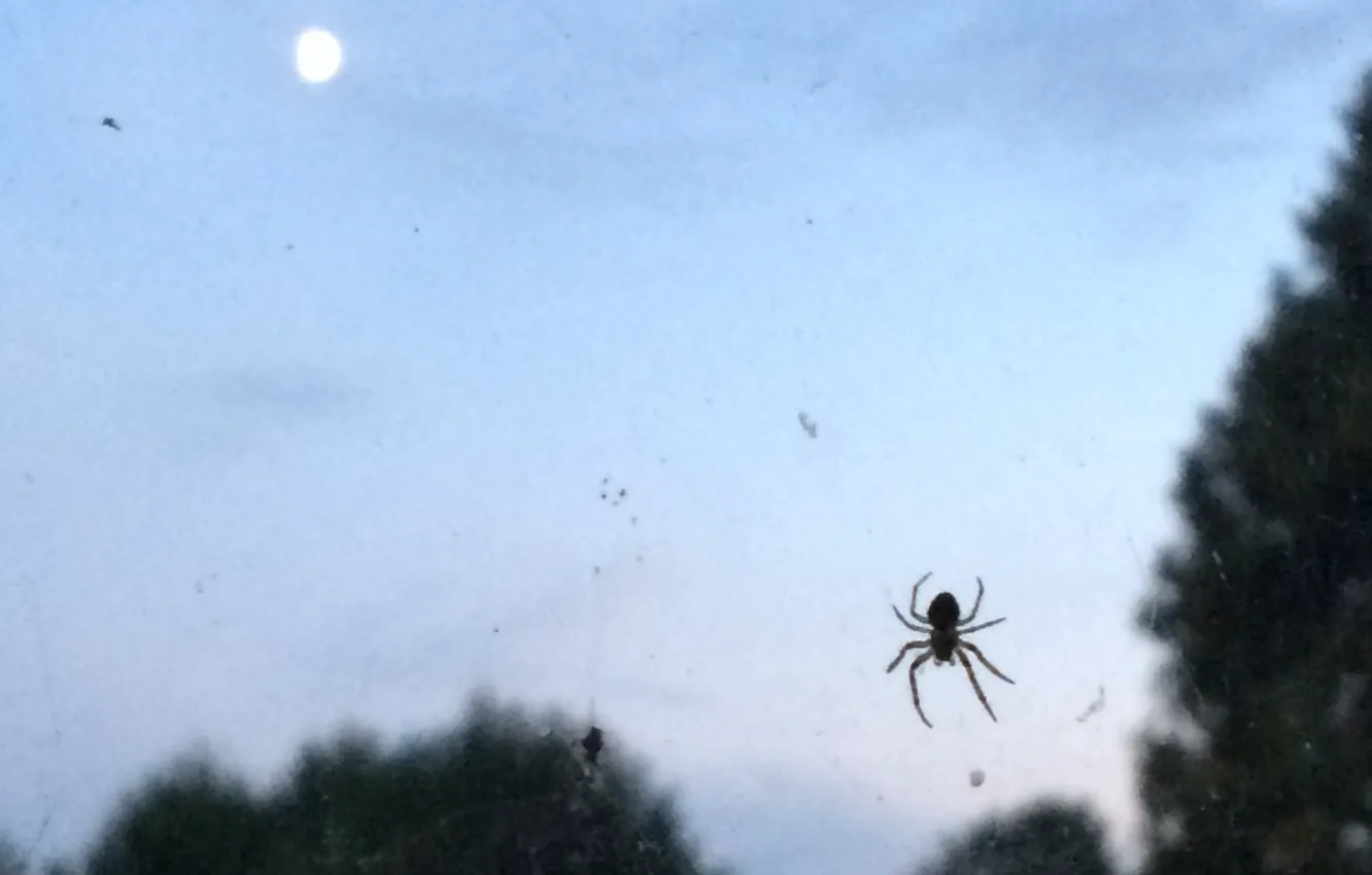 Фото обои паутина, паук, сумерки