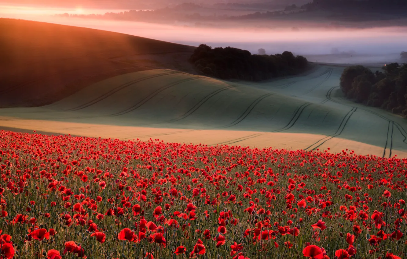 Фото обои поле, лето, небо, цветы, красный, туман, маки, склон