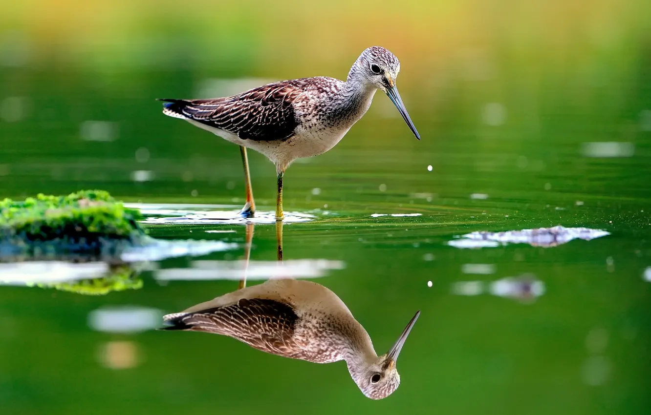 Фото обои вода, отражение, птица, розмытость